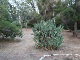 Opuntia 07 21